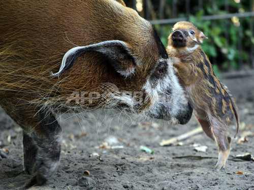 アカカワイノシシの赤ちゃん ベルリン動物園 写真13枚 ファッション ニュースならmode Press Powered By Afpbb News