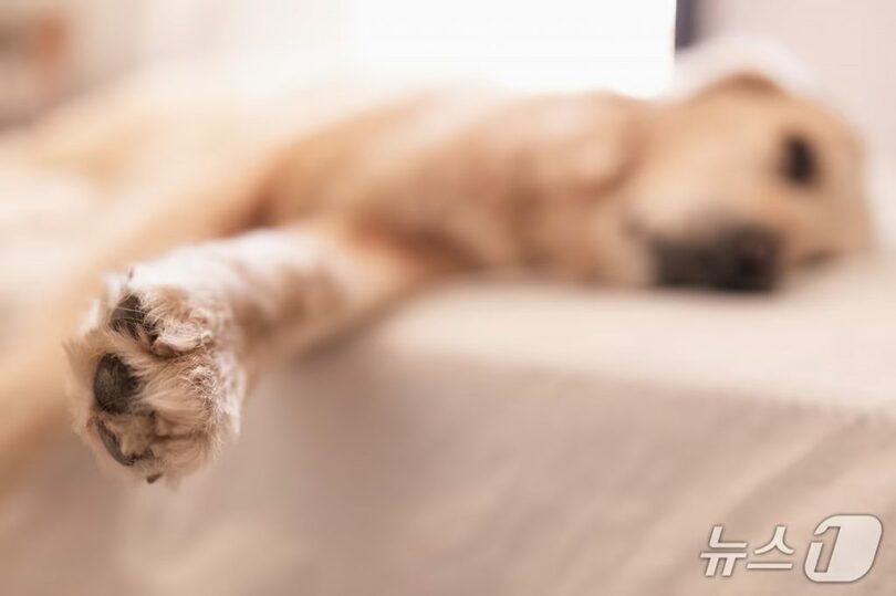 ClipartKorea(c)news1