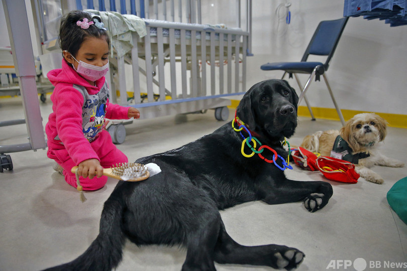 元気になってね チリの小児科病院訪ねるセラピー犬