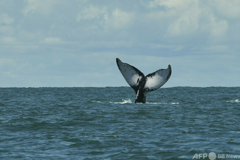 クジラと衝突でヨット転覆、8人救助 太平洋