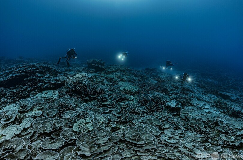 世界最大級サンゴ礁、タヒチ沖で発見