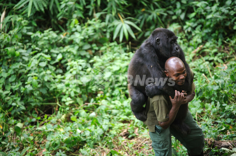 世界に4頭だけ 人に育てられるマウンテンゴリラの 孤児 たち 写真6枚 国際ニュース Afpbb News