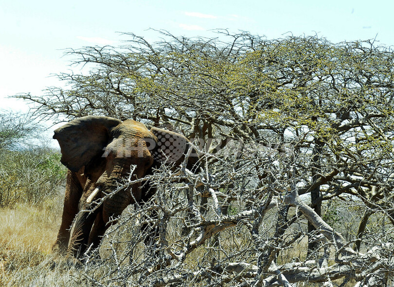 ケニアのゾウ個体数、密猟横行でも増加