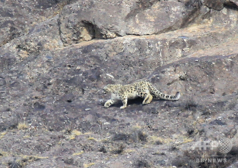 ユキヒョウの冬季調査進む 新疆天山