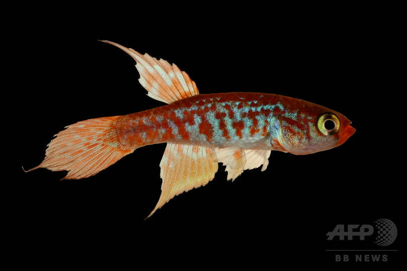 アマゾン熱帯雨林で新種400種近く発見 WWF