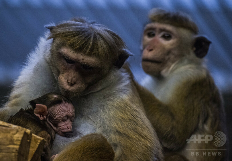 サル実験で安楽死遅らせた 研究者に罰金刑求める 動物虐待で独検察 写真1枚 国際ニュース Afpbb News