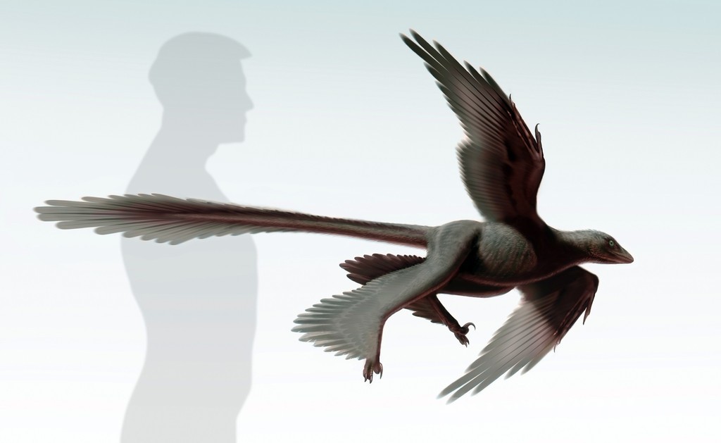 中国で発見の「四翼」恐竜の化石、鳥類の進化解明のカギに 研究 中国で発見の「四翼」恐竜の化石、鳥類の進化解明のカギに 研究