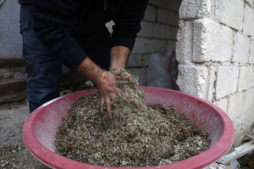 餌代に苦しむシリアの畜産農家 東南アジアの水草が力に 写真12枚 国際ニュース Afpbb News