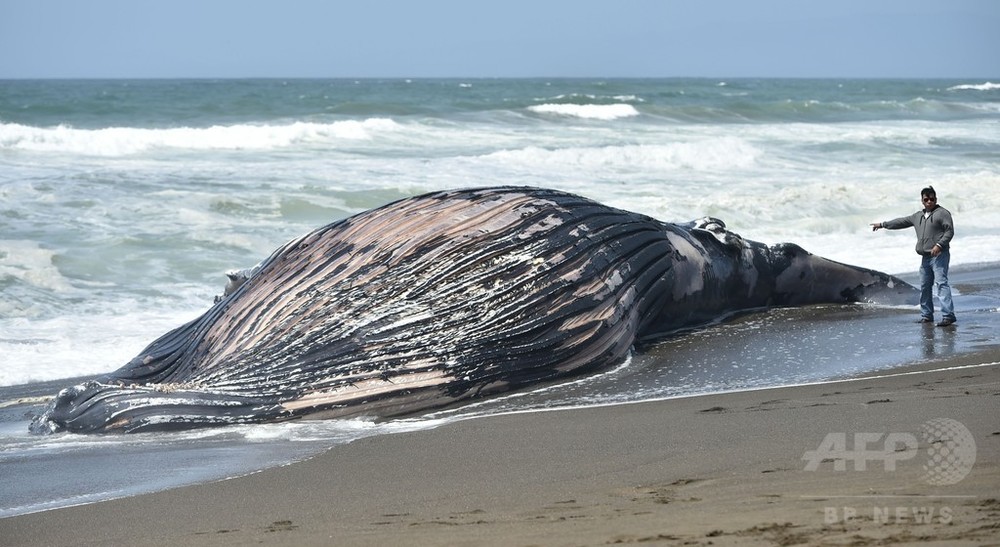 米カリフォルニア州の海岸にクジラの死骸、数週間で2体目 写真12枚 国際ニュース:AFPBB News