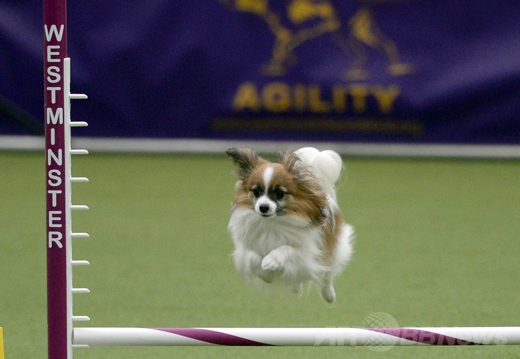 犬の機敏さ競う「アジリティ」選手権、NYで開催