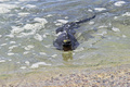 エクアドル領ガラパゴス諸島サンタクルス島のウミイグアナ（2015年7月16日撮影）。(c)AFP/RODRIGO BUENDIA