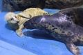 横浜・八景島シーパラダイスで一般公開されたハイイロアザラシの赤ちゃん（左）と母親の「ルーシャ」（2023年4月5日撮影）。(c)Kazuhiro NOGI / AFP