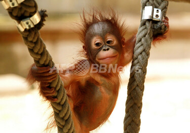 流し目も様になってます、オランウータンの赤ちゃん 写真3枚 国際