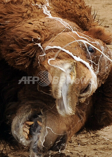 闘犬」ならぬ「闘ラクダ」、アフガニスタンで新年行事 写真13枚 国際
