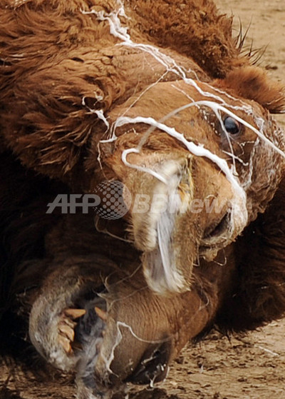 「闘犬」ならぬ「闘ラクダ」、アフガニスタンで新年行事