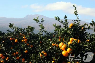 米国産「無関税ミカン」上陸で韓国・済州農家悲鳴…FTA発効15年でついに関税ゼロに