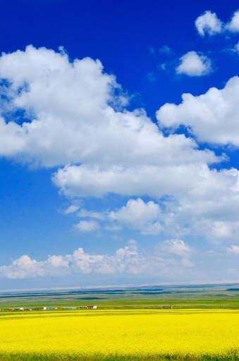 湖と菜の花、空の青 中国・青海