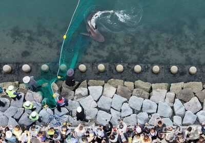 韓国・釜山の人気サメに傷…夜間の強い照明に驚き接触した可能性