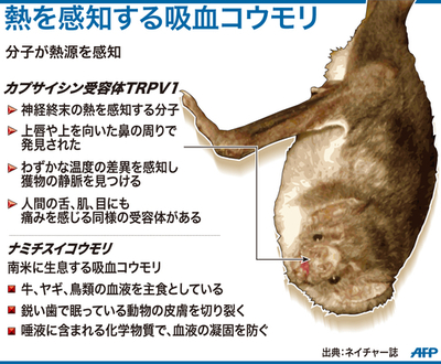 【図解】熱を感知する吸血コウモリ