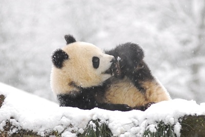 中国初のジャイアントパンダ学院 学生募集スタート