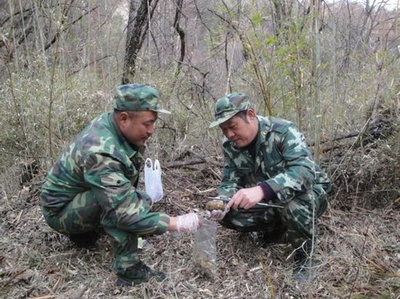 中国・保護活動でジャイアントパンダの個体数が増加