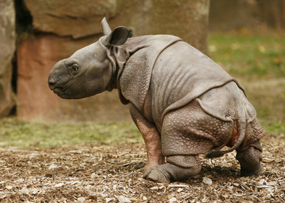 ドイツ・ニュルンベルク動物園のインドサイの赤ちゃん