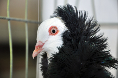 ハトのDNAを初めて解読、国際チーム