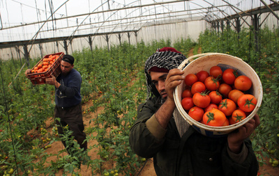 ガザ地区からイスラエルに農産物を輸出、8年ぶり 封鎖後初