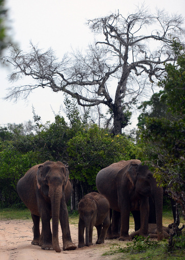 青空の下で草を食む、国立公園の野生ゾウ スリランカ