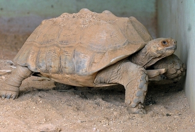 現代の新寓話、「カメのジョージとイスの物語」