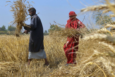 CO2濃度上昇で穀物の栄養成分が減少、研究