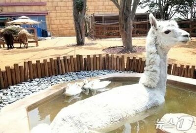 「アルパカを輸入する」と虚偽、数千万円を詐取…韓国・動物輸入業者の代表、控訴審で猶予判決