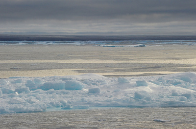 北極圏のクジラ、冬に南下せず 気候変動が回遊に影響か