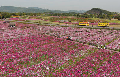 中国・杭州で咲き誇る「花の海」