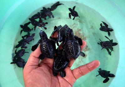 バリ島で観光客によるウミガメの放流