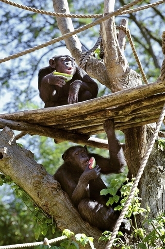 チンパンジーのメスは「食べ物をくれるオスが好き」、ドイツ研究
