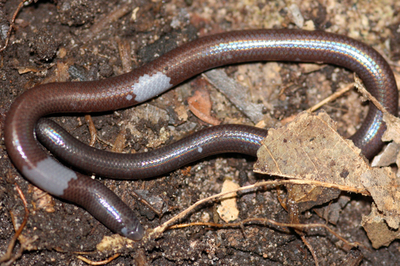 目と脚がない新種の爬虫類、カンボジアで発見