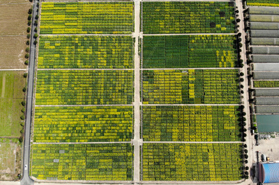 農業大開発の新種トウモロコシ、地元農民に盗まれる 湖南