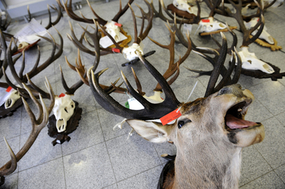 シカやイノシシのはく製が大集合、独西部で見本市開幕へ