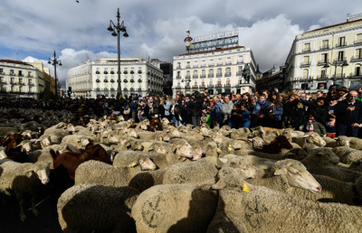 スペイン首都を羊の大群が行進、伝統の移動放牧の権利行使