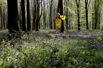ツリガネスイセン咲く英国の森