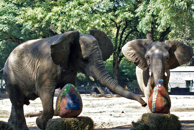 動物園のゾウに巨大イースターエッグをプレゼント