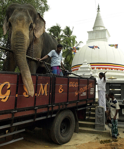 豪、ゾウにつぶされサーカス団員が圧死