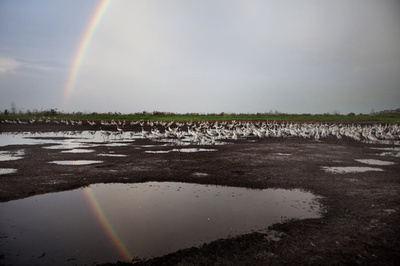 再発見の絶滅カエル、実は「生きた化石」だった 論文