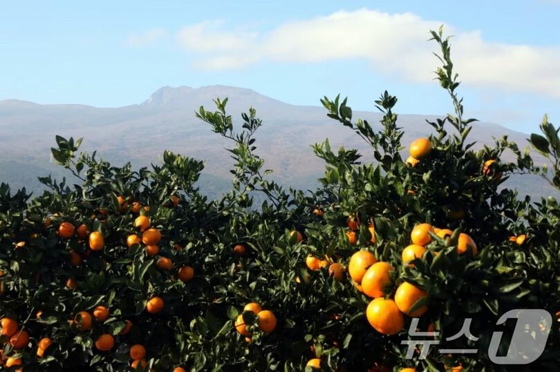 黄色く熟したミカン畑の向こうに漢拏山がそびえる済州・西帰浦市の風景(c)news1