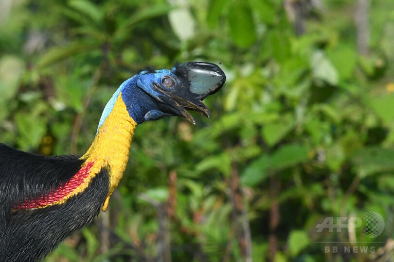 ジャングルから消えゆく鳥たち、地元住民で保護する動き インドネシア