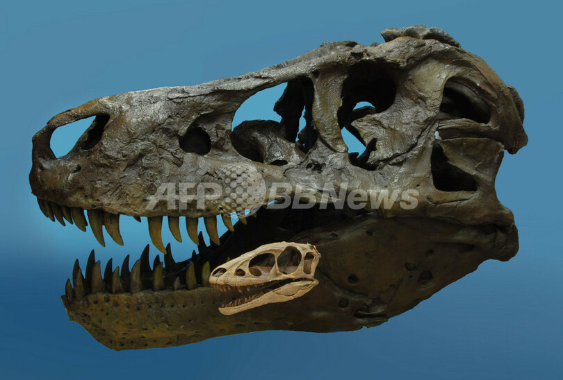 Ｔレックスの祖先は小さかった、保存状態の良い化石が中国で見つかる