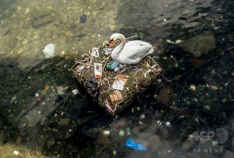湖のごみで作られた白鳥の巣、中には卵も デンマーク