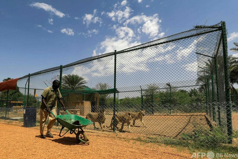 飢えと病からライオン回復 スーダンの保護区