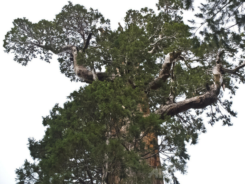 神々しさ宿る巨木たち、米セコイア国立公園